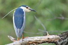 Nachtreiher (Nycticorax nycticorax)