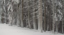 Winterwald III