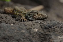 Tenerife Lizard