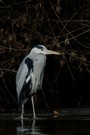 Graureiher (Ardea cinerea)