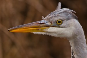 Reiher-Portrait