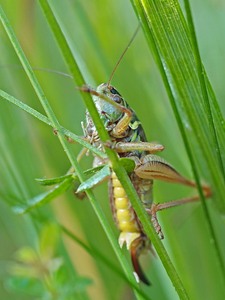 Grashüpfer