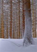 Winterwald IV