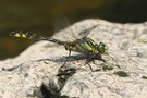 Gemeine Keiljungfer (Gomphus vulgatissimus)