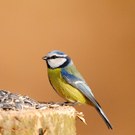 Blaumeise an der Winterfütterung