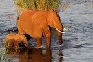 Elephant's crossing the Letaba River