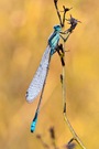 Common Bluetail