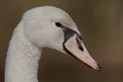 Höckerschwan  (Cygnus olor)