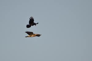 Bussard in Bedrängnis