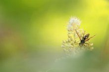 Sommerlich verträumt