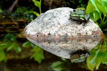 Teichfrosch mit Spiegelung