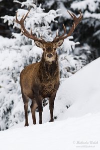 Rothirsch (Cervus elaphus)