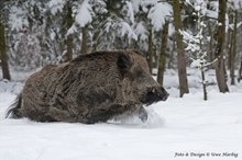 Starker Keiler im Tiefschnee