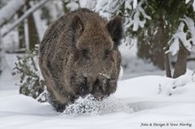 Schwarzwild (Sus scrofa) im Winter