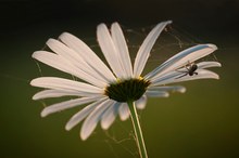 Blumen-Netzwerk