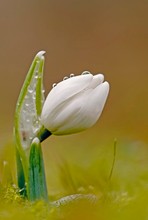 Ein Hauch von Frühling II