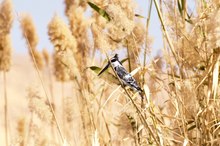 Eisvogel am Nil in Assuan