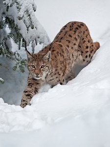 Luchs