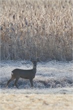 An einem frostigen Morgen