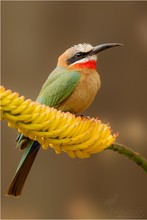 White Fronted Bee-Eater