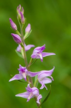 Cephalanthera rubra