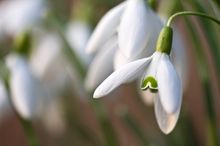 Schneeglöckchenblüte