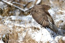 Letzter Bussard