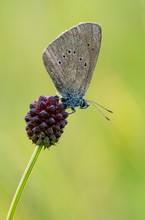 Dunkler Wiesenknopf-Ameisenbläuling