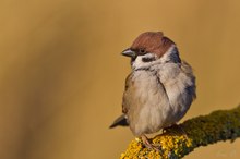 Sonnenanbeter Feldsperling