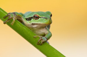 Hyla arborea