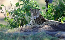 masai leopard