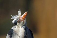 Komischer Vogel