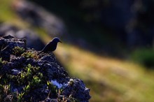 Blaumerle in der Extremadura