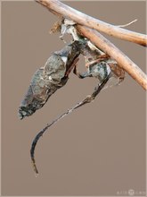 Kleiner Eisvogel - Limenitis camilla - Raupe im Hibernaculum