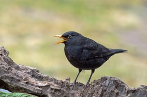 ...was ich noch zu singen hätte...