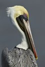 Pelikan im Portrait