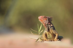 Grüner Leguan