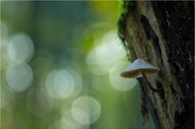 Ein kleiner Pilz strebt nach dem Licht