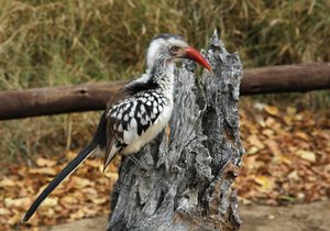 Rotschnabeltoko (Tockus erythrorhynchus)