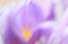 - Vorfreude -