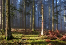 Im Wald - 2