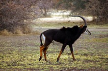 Rappenantilope mit Schlinge