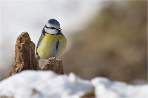 Brrrr, kalt