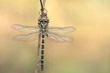 Die Zweigestreifte Quelljungfer (Cordulegaster boltonii)