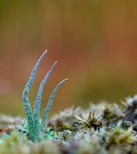 "cladonia coniocraea"