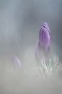 Ein Hauch Frühling