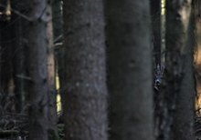 "Pssst...