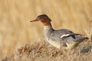 Gänsesäger