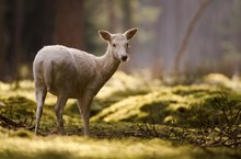Weißes Damwild