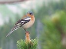 Buchfinkmännchen im Visier